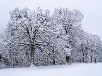 Mächtige Eichenreihe im Winterkleid an der Zellerhornstraße - Aschau